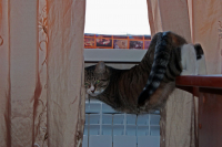 Лежу греюсь, что нельзя ?