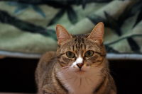 Что-то загрустила