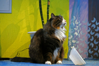 Покормите котэ ПОКОРМИТЕ !!!