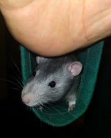 Сантехника вызывали?