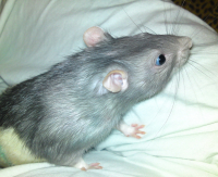 Любопыство