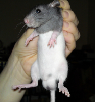 Милашка Максюха