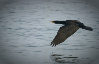 Материковый Баклан