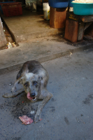 Тайские любимцы