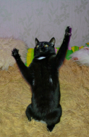 ввооттакенная рыба:)