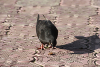 ооо ням ням)))