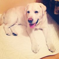 "потеряшка"