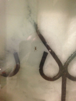 Зименесдаётсянашгордый паук