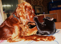 Собака кошке не товарисч))