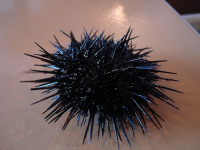 Морской Ежик