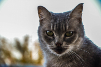 И я за тобой, слежу....