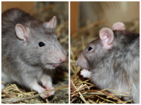 я крысенком был рождён