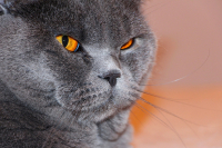 Ричард Львиное Сердце