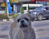 одноглазый