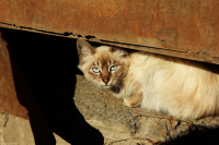 В поиске света...