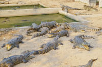 крокодильчики:)