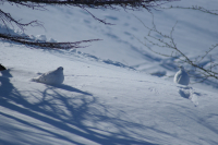 пока лисы нет