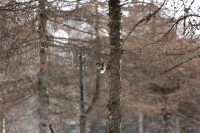 птичка - невеличка