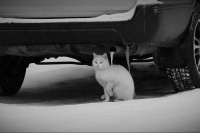 Замёрзла как сосулька!