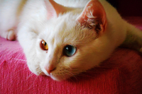 Разноглазая