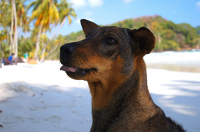 собакаязыкпоказака))