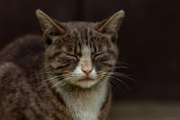 В состоянии покоя...