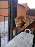 Мамочка на охоте