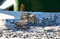 не лопнешь, деточка?