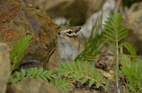 Любопытный.