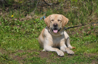 Наш любимец)