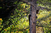 медвежьи прятки