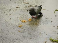 все тот же голубь..