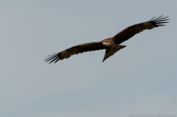 В поисках  добычи