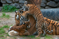 Полосатые нежности