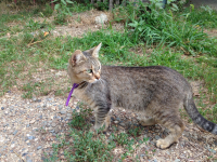 Тихон Муркович