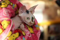 выставка кошек "Осенний бал"