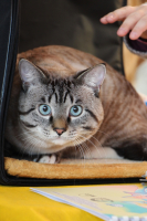 выставка кошек "Осенний бал"