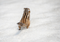 А на последок я ск... покажу