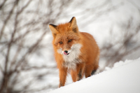 Курицу принес?