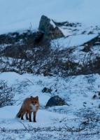 Теперь я куропатку принес!