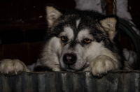 Собачкина грусть...