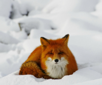 хитрый взгляд