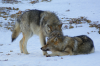 Серые братья