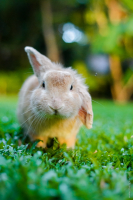 ЗаяС и муха!