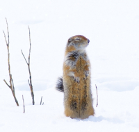 Спящий еврахон