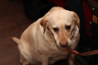 Егоза. Спасатель со стажем