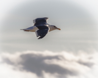 птица чайная