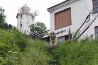 Собака, которая живёт на маяке