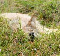 Мирно спящий серый