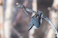 А че это вы здесь делаете, а?